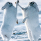 Illustration for article titled Frosty rodents, floppy-eared variety